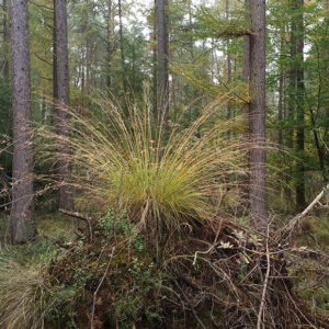 gras-300x300.jpg